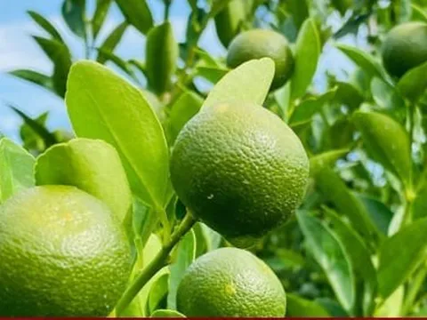 Thương lái chốt cọc sớm, thủ phủ quất cảnh miền Trung khấp khởi vụ Tết bội thu