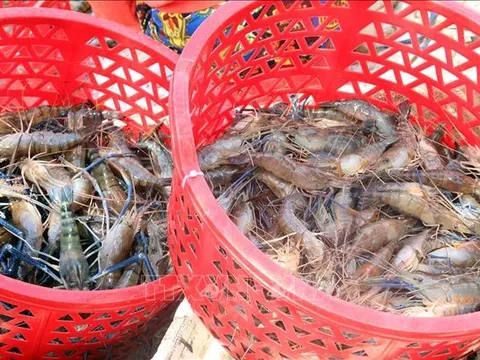 Giá tôm tăng trở lại sau gần 1 năm