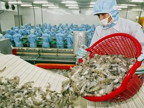 Kỳ vọng xuất khẩu tôm sang Nhật Bản trở lại “đường đua” tăng trưởng