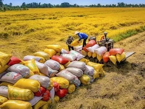 Giá gạo tăng từng ngày và bài toán cân đối nguồn hàng của doanh nghiệp ngành lúa gạo