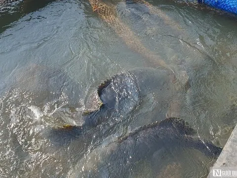 Hải Phòng: Nghề nuôi cá song vua ở Cát Bà có nguy cơ biến mất