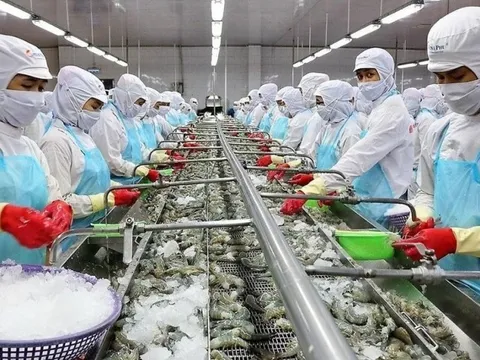 Tin vui giá tôm nguyên liệu tăng đột biến