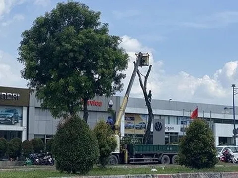 Bắt đầu đốn hạ hàng loạt cây xanh gần sân bay Tân Sơn Nhất