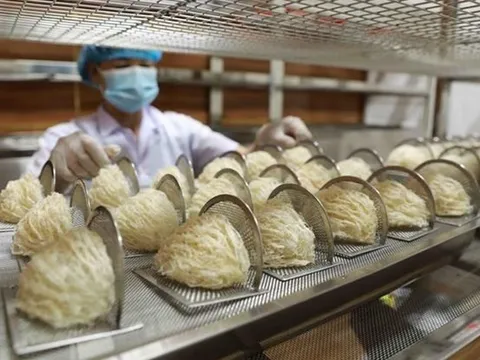Sẵn sàng xuất khẩu tổ yến sang Trung Quốc