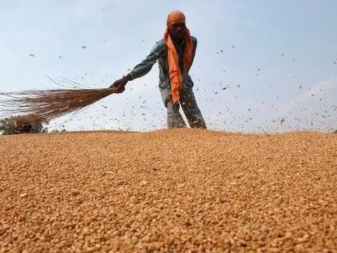 Việt Nam vừa nhập một loại "hạt châu báu" cả thế giới đang thèm khát từ Nga: Giá rẻ cực hấp dẫn, nước ta nhập trăm nghìn tấn mỗi tháng