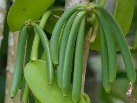 Độc lạ loại gia vị đắt nhì thế giới, hoa chỉ nở đúng 1 ngày trong năm, Việt Nam đã trồng thành công!