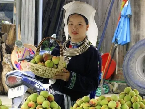 Huyện nghèo nhất nước thoát nghèo nhờ loại cây này
