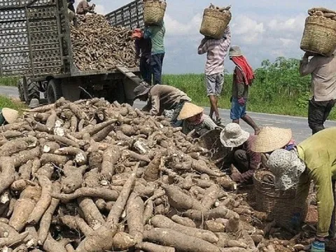 Sắn và sản phẩm sắn là 1 trong 9 mặt hàng nông sản cán đích xuất khẩu tỷ USD