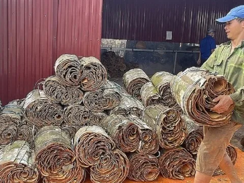 Việt Nam là quốc gia xuất khẩu quế đứng đầu thế giới