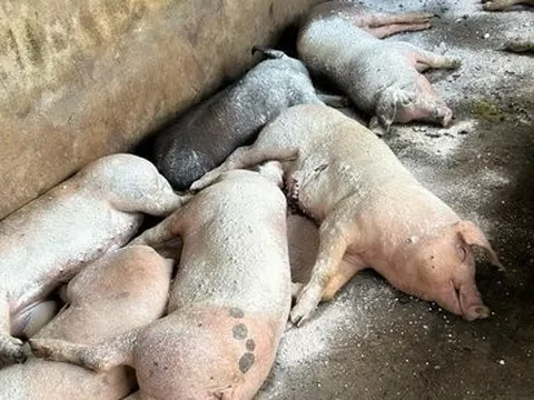 Nghệ An: Triển khai nhiều biện pháp khống chế dịch tả lợn châu Phi