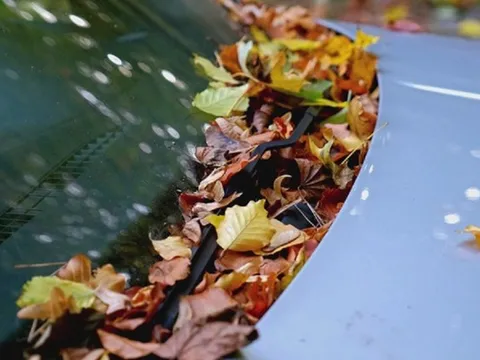 Những tác hại không ngờ của lá cây rụng đối với ô tô