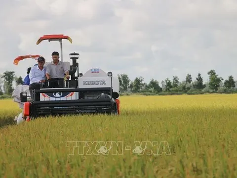 Giá lúa Thu Đông cao kỷ lục