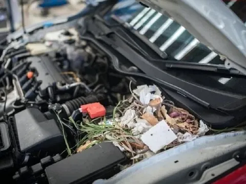 Ngăn chặn chuột làm tổ trong khoang máy ô tô cách nào?