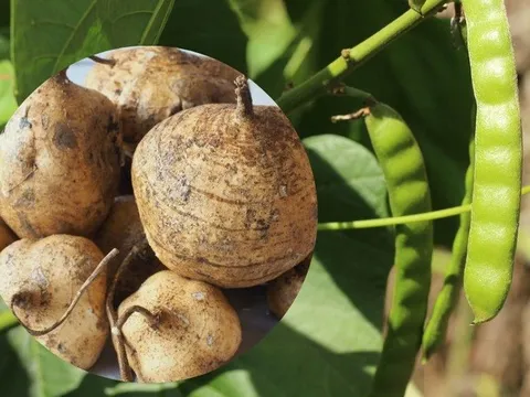 Ba bố con nhập viện cấp cứu do ăn hạt cây củ đậu