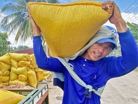 Giá lúa cao kỷ lục