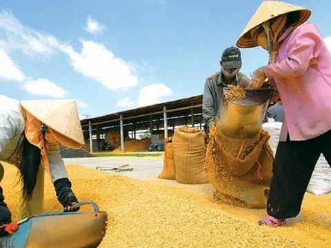 Giá lúa tăng cao kỷ lục: Nông dân vừa mừng vừa lo