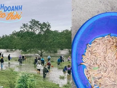 Huy động gia đình lội nước ngày lạnh, bắt 'lộc trời' thu về cả triệu đồng/ngày