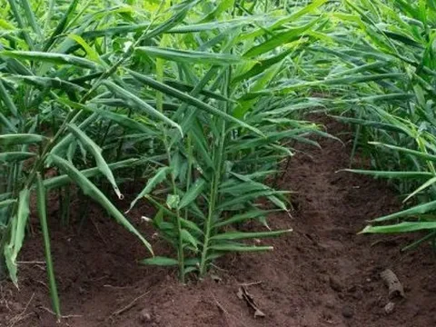 Loại củ ‘vàng dưới vườn nhà' của Việt Nam được Mỹ, Úc ráo riết săn lùng: Giá có lúc gần 1 triệu/kg, xuất khẩu tăng nóng hơn 200%