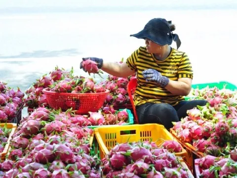 Xuất khẩu rau quả có thể lập kỷ lục mới trong năm 2023