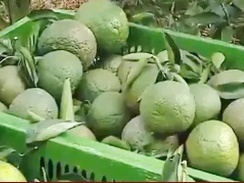 Cam sành đạt chuẩn nhưng giá chỉ… 2.000 đồng/kg
