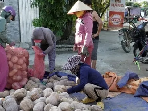 Bí đỏ ở Khánh Hòa rớt giá tồn đọng 6.000 tấn, người dân hoang mang lo mất Tết