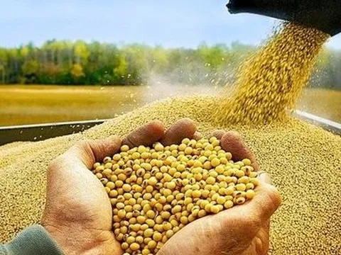 Đề xuất giảm thuế nhập khẩu nguyên liệu sản xuất thức ăn chăn nuôi