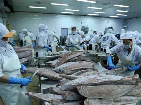 Cá ngừ đứng top 3 xuất khẩu các mặt hàng thủy sản Việt Nam