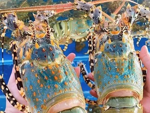 Xuất khẩu ách tắc, người nuôi tôm hùm lao đao