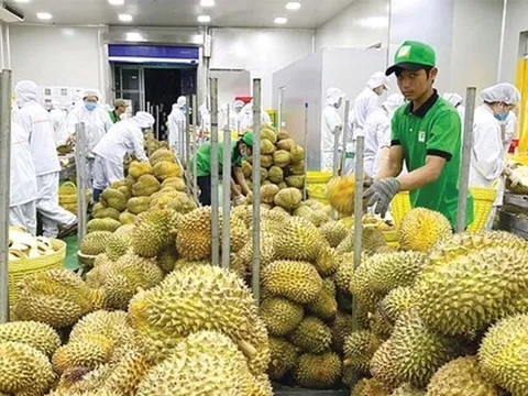 Xuất khẩu rau quả vượt 5 tỷ USD, hé lộ khách hàng 'sộp' nhất