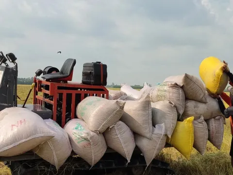 Giá gạo lại “nóng” trở lại