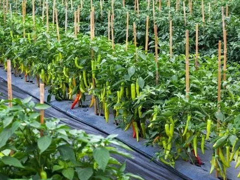 Loại quả ‘vàng treo trên cây’ của Việt Nam được Trung Quốc và Lào ráo riết săn lùng: Xuất khẩu tăng mạnh 120% trong 10 tháng, nước ta có sản lượng hàng chục nghìn tấn mỗi năm