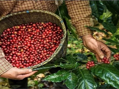 Nguồn cung được bổ sung, "cơn sốt" giá cà phê xuất khẩu quay đầu