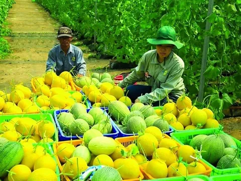 Alibaba.com muốn làm ‘cửa ngõ’ đưa sản phẩm nông nghiệp, thực phẩm Việt ra toàn cầu