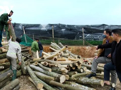 Sản phẩm từ rừng trồng vẫn lao đao tìm đầu ra