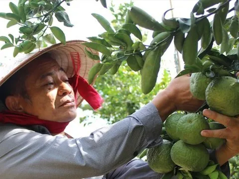 Nông dân 'khóc ròng' vì nông sản ùn ứ