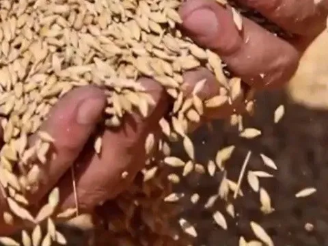 Nga cấm xuất khẩu lúa mì cứng trong 6 tháng