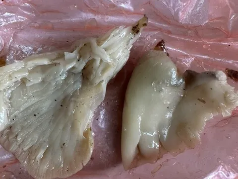 7 người cấp cứu do ăn phải nấm ma