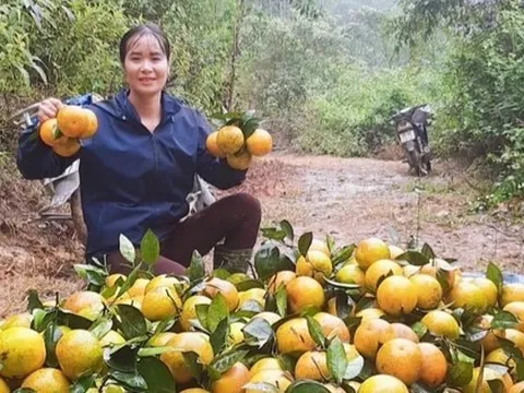Thủ phủ cam Hà Tĩnh vào vụ thu hoạch, nông dân 'đếm quả tính tiền'