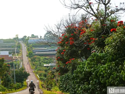 Hoa sò đo cam nở rộ ở Tây Nguyên