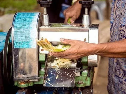 "Thang thuốc quý" của Việt Nam khiến 98% người Hàn Quốc khen ngon không biết chán, Mỹ và châu Âu liên tục xếp hàng săn đón dù giá cao giật mình
