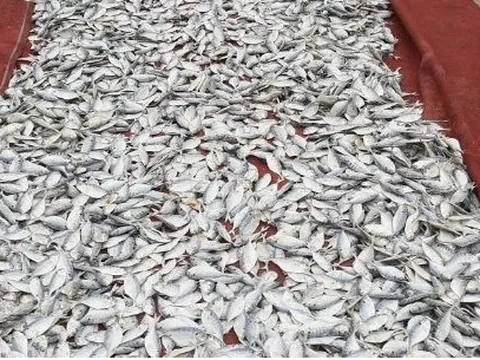 Mỹ, Trung Quốc, Nhật Bản cùng chi hàng tỷ USD đua nhập khẩu mặt hàng này của Việt Nam, là 'kho bạc' nước ta đứng thứ 3 thế giới