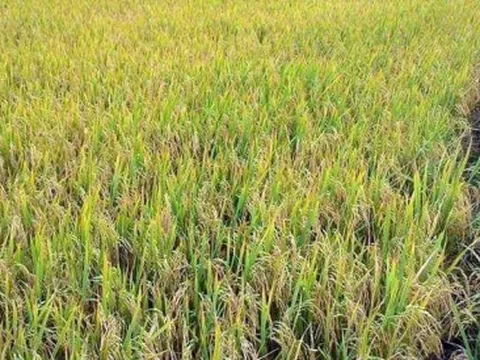 Giá lúa vụ Thu Đông tăng kỉ lục, nông dân Tiền Giang lãi khoảng 40 triệu đồng/ha