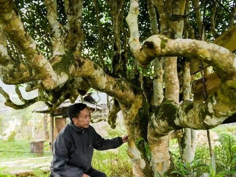 Cận cảnh cây "truyền đời" 500 tuổi, giá hơn 6 tỷ chủ vẫn không bán