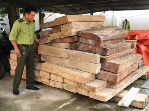 Phát hiện gỗ lậu cất giấu trên đất của trưởng phòng ở Quảng Nam