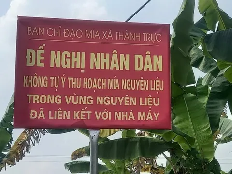 Xã thay biển “cấm bán mía” bằng đề nghị nhân dân không tự ý thu hoạch