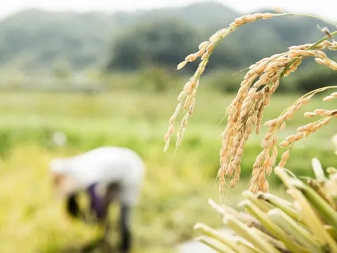 Xuất khẩu gạo năm 2023: Nâng tầm hạt gạo Việt và những cơ hội mới