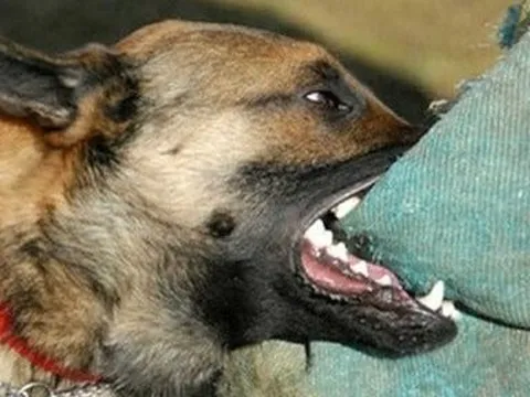 Người đàn ông tử vong sau khoảng 3 tháng bị chó cắn