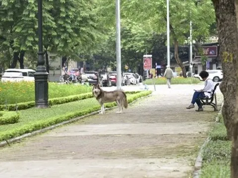 Công viên Thống Nhất sau nửa năm hạ rào: Chó thả rông, xe máy vô tư đi lại