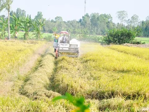 Chính thức phê duyệt Đề án 1 triệu ha lúa chất lượng cao
