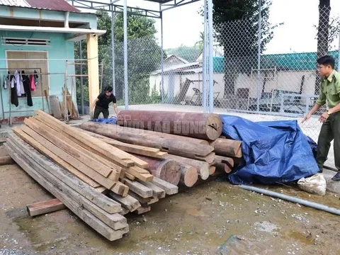 Gỗ lậu trên đất của trưởng phòng nội vụ: Bí thư huyện yêu cầu giải trình